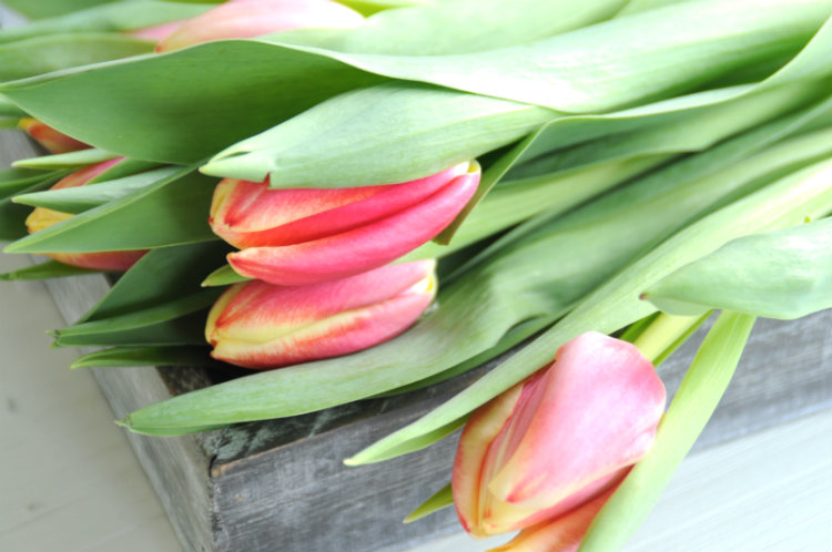 rood geel groen tulpen