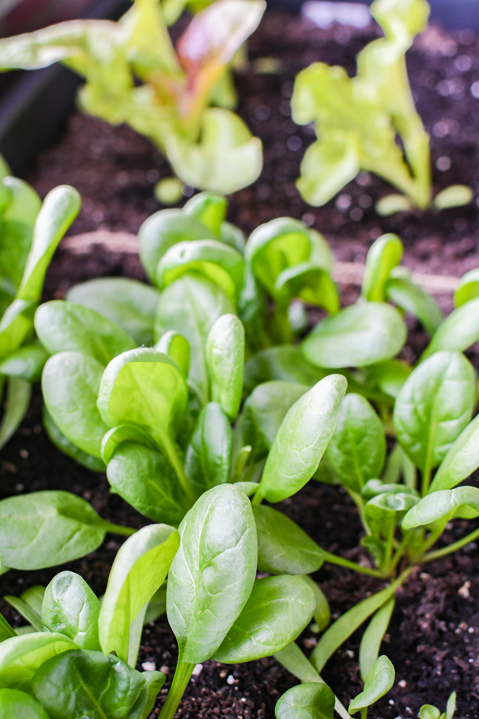 eerste oogst moestuin