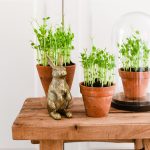 Pea shoots kweken op 2 manieren: met & zonder potgrond