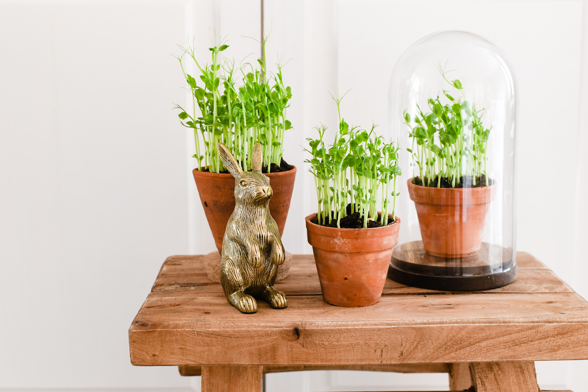 Erwtenscheutjes oftewel pea shoots kweken binnen op de vensterbank