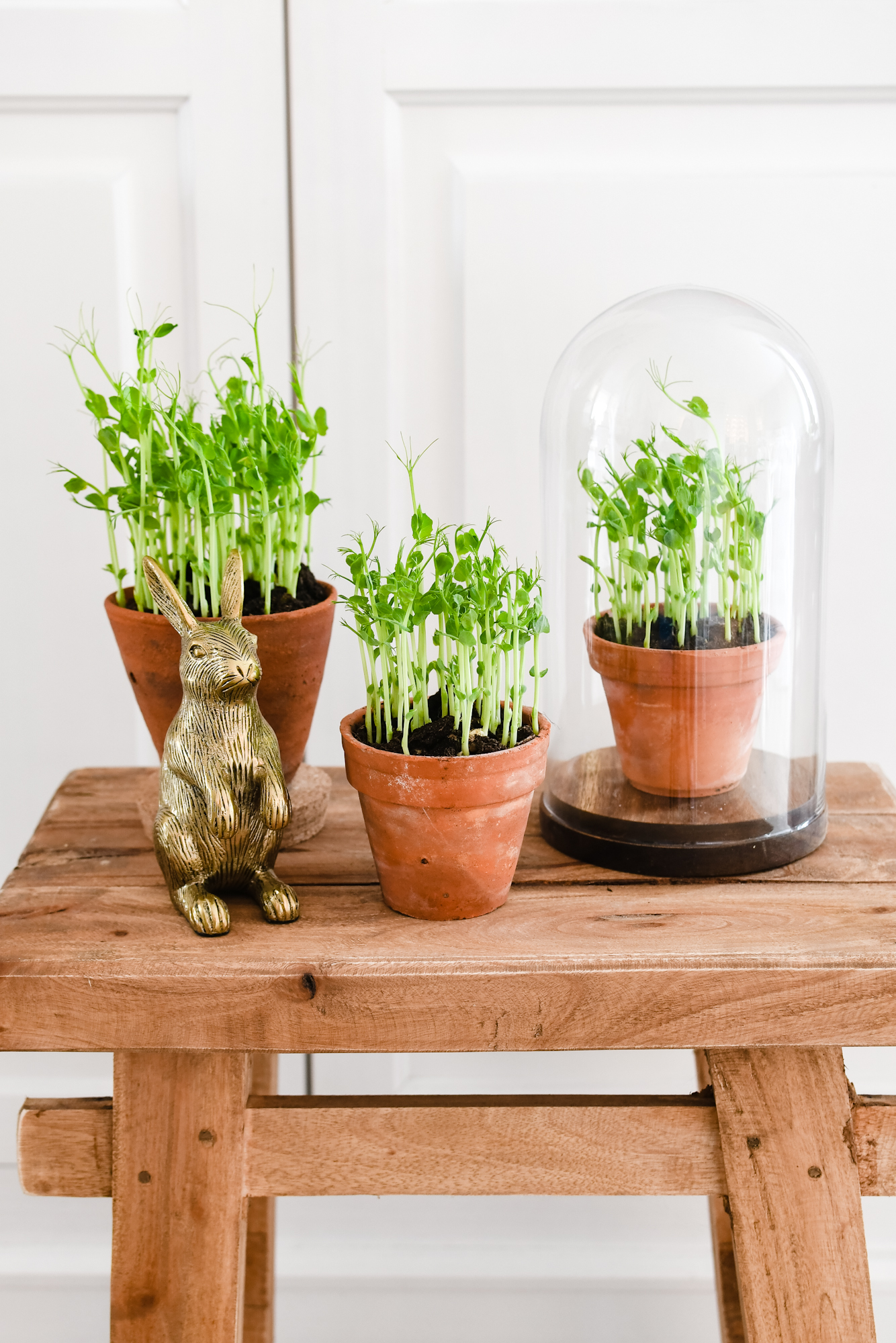 pea shoots / erwtenscheuten kweken binnen