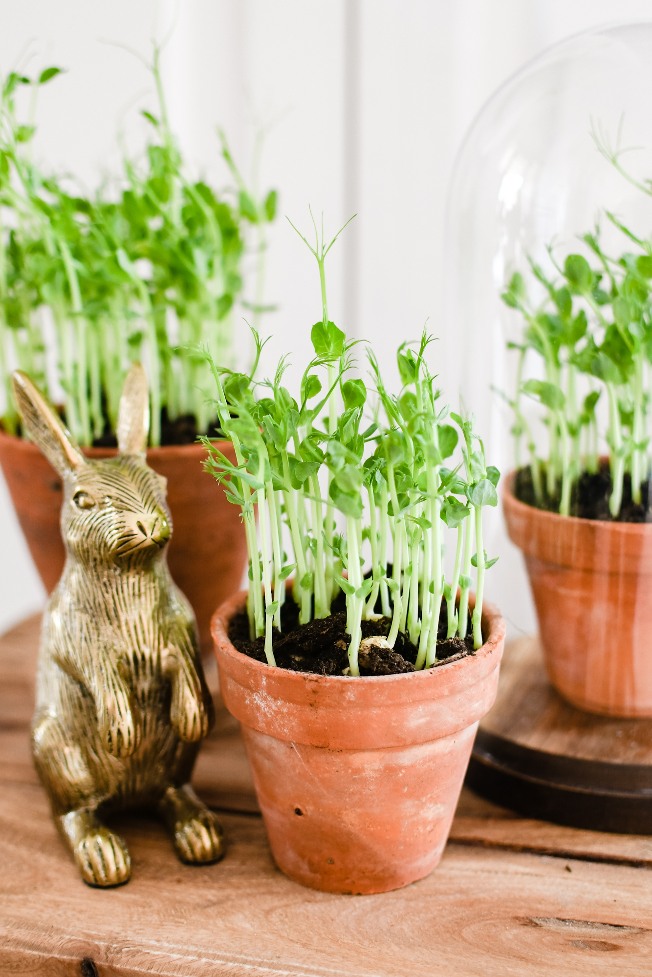 pea shoots / erwtenscheuten kweken binnen