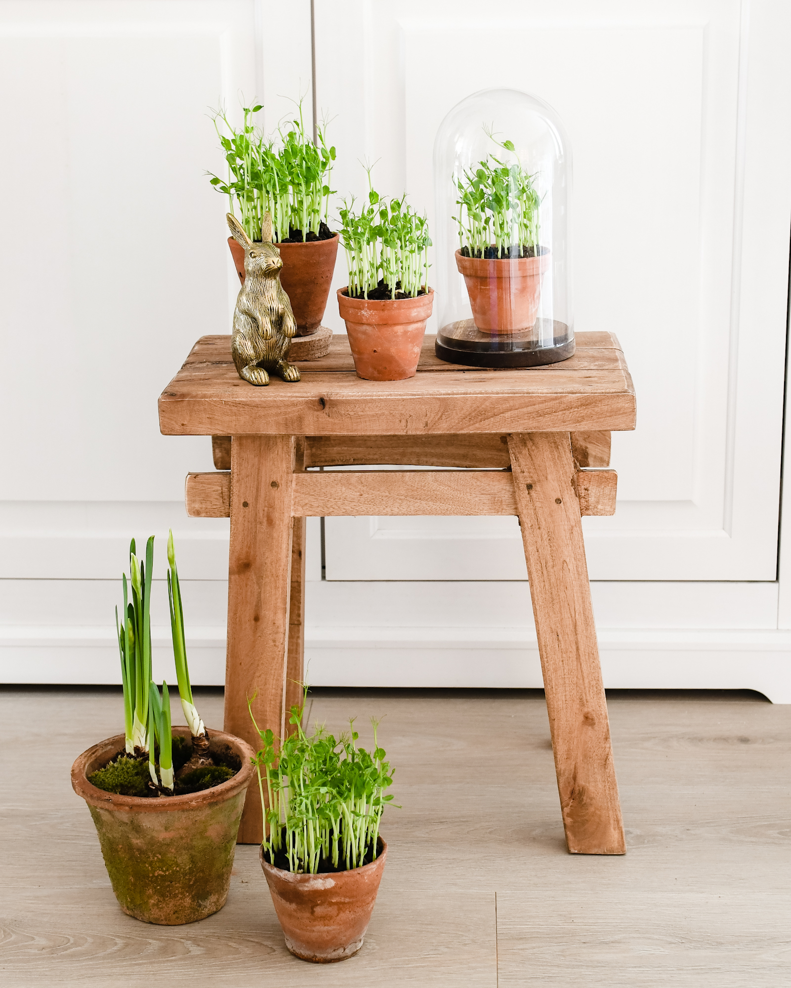 erwtenscheuten (pea shoots) binnen kweken