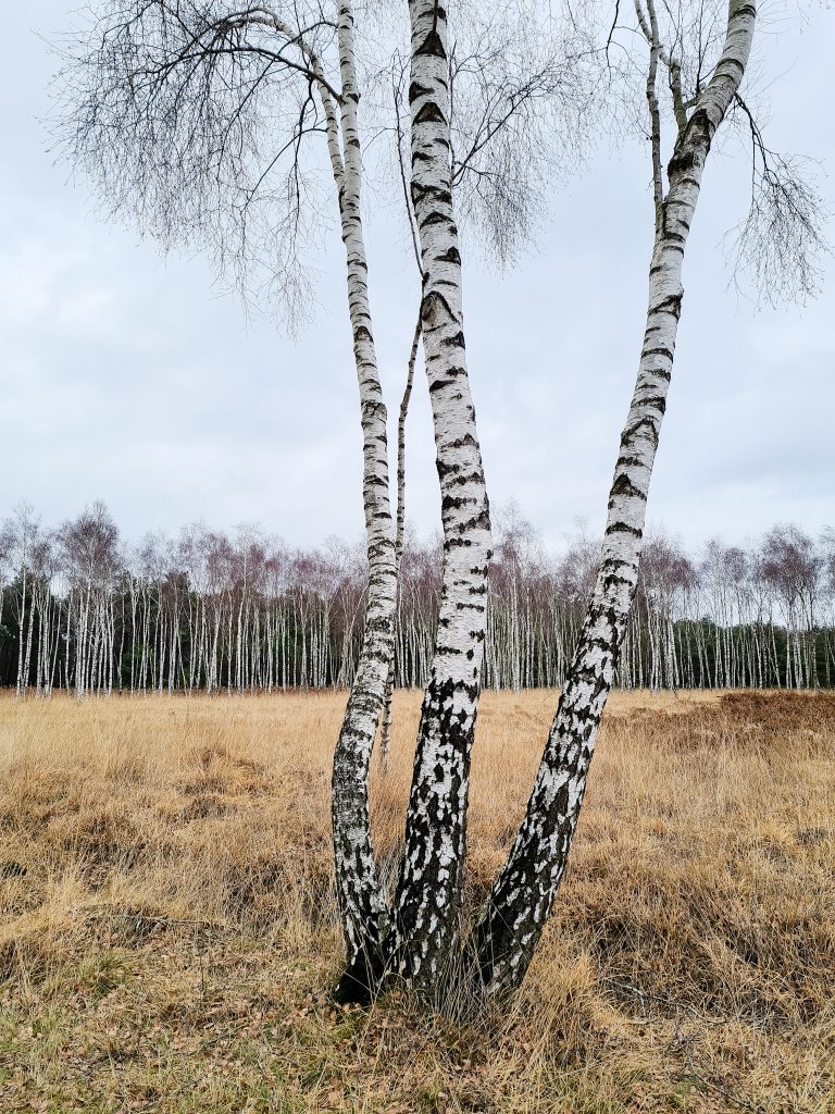 wandelen in de buurt van eindhoven