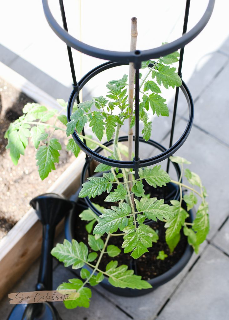 Tomatenpot voor moestuin in bakken en potten