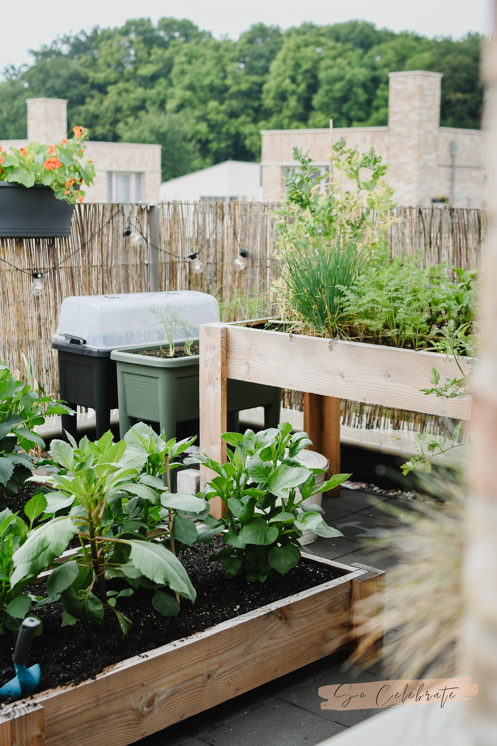 moestuin op dakterras of balkon - tips