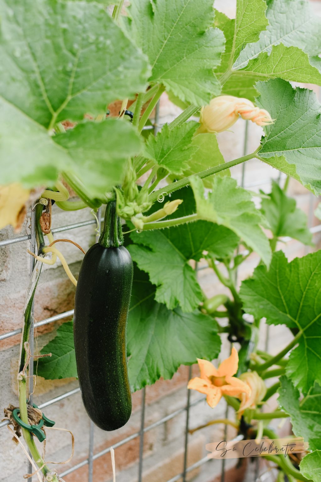 courgette - makkelijke groenten om te kweken in de moestuin