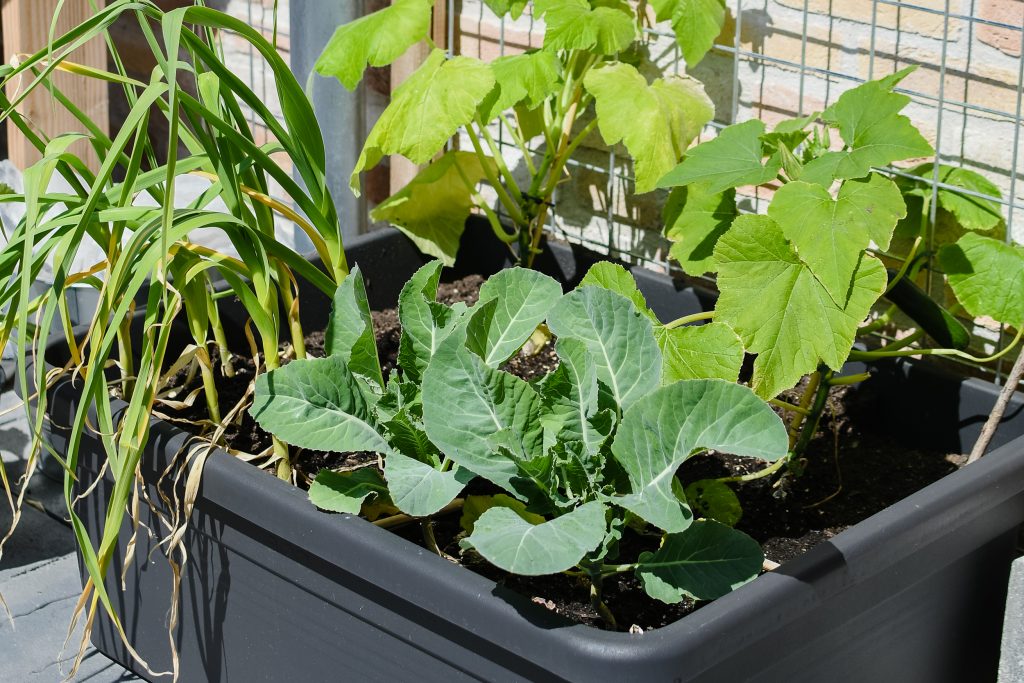 Moestuinplan maken voor je moestuin in potten en bakken