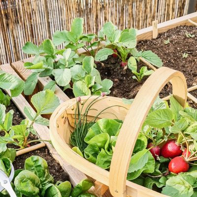 Een moestuinplan maken: hoe doe je dat?