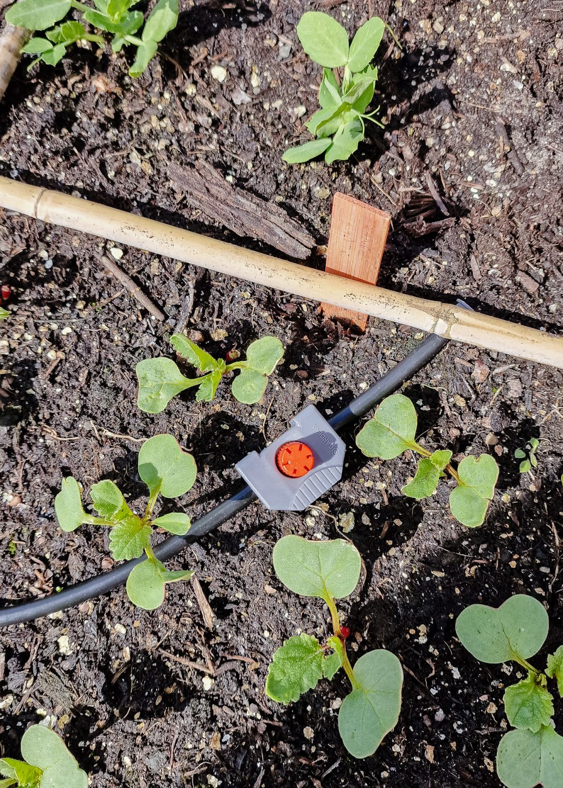 Zo overleven je kamerplanten de zomer: planten water geven tijdens je vakantie - Mama Botanica