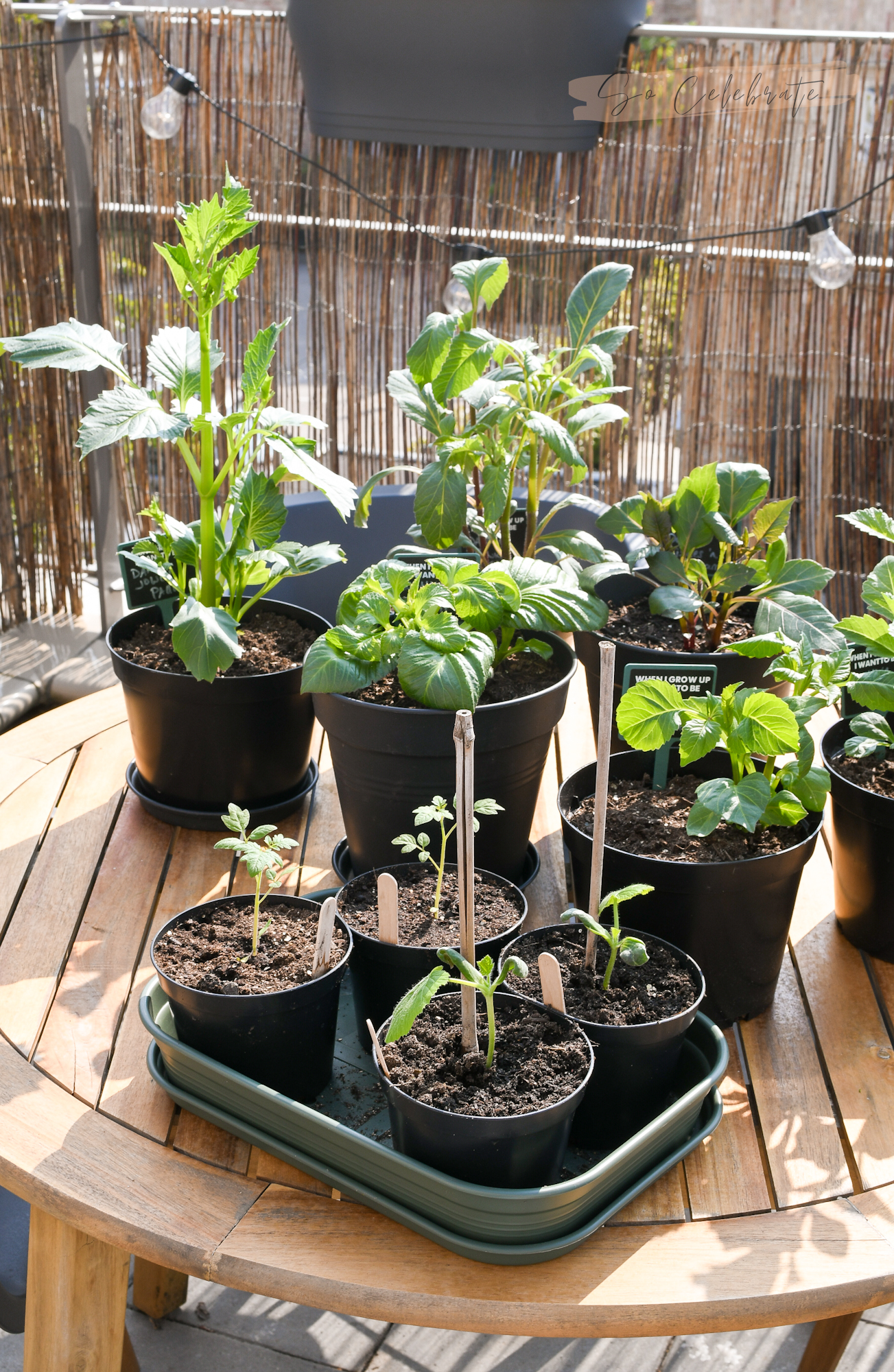 Chip Scenario leiderschap Moestuin in kleine tuin of op balkon: zo kweek je véél groente & fruit!