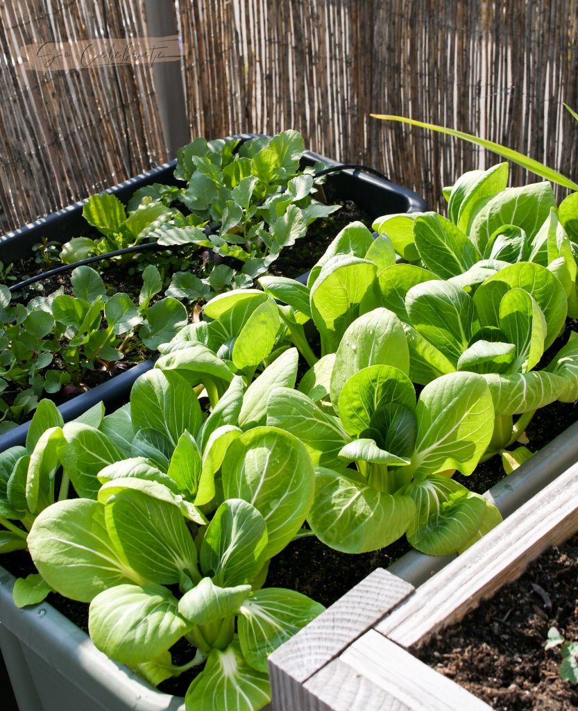 paksoi is een makkelijke groente voor in de moestuin