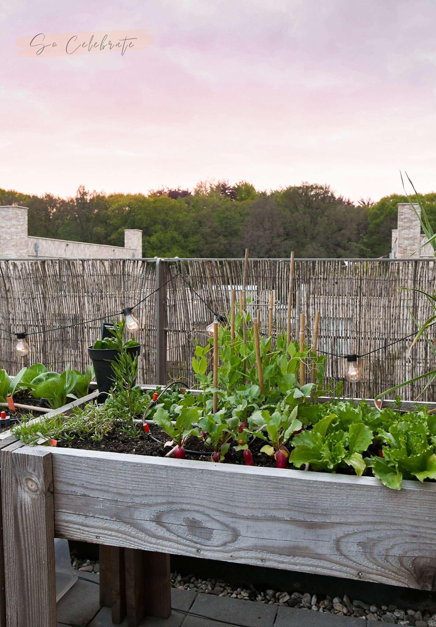 moestuin op dakterras of balkon - tips