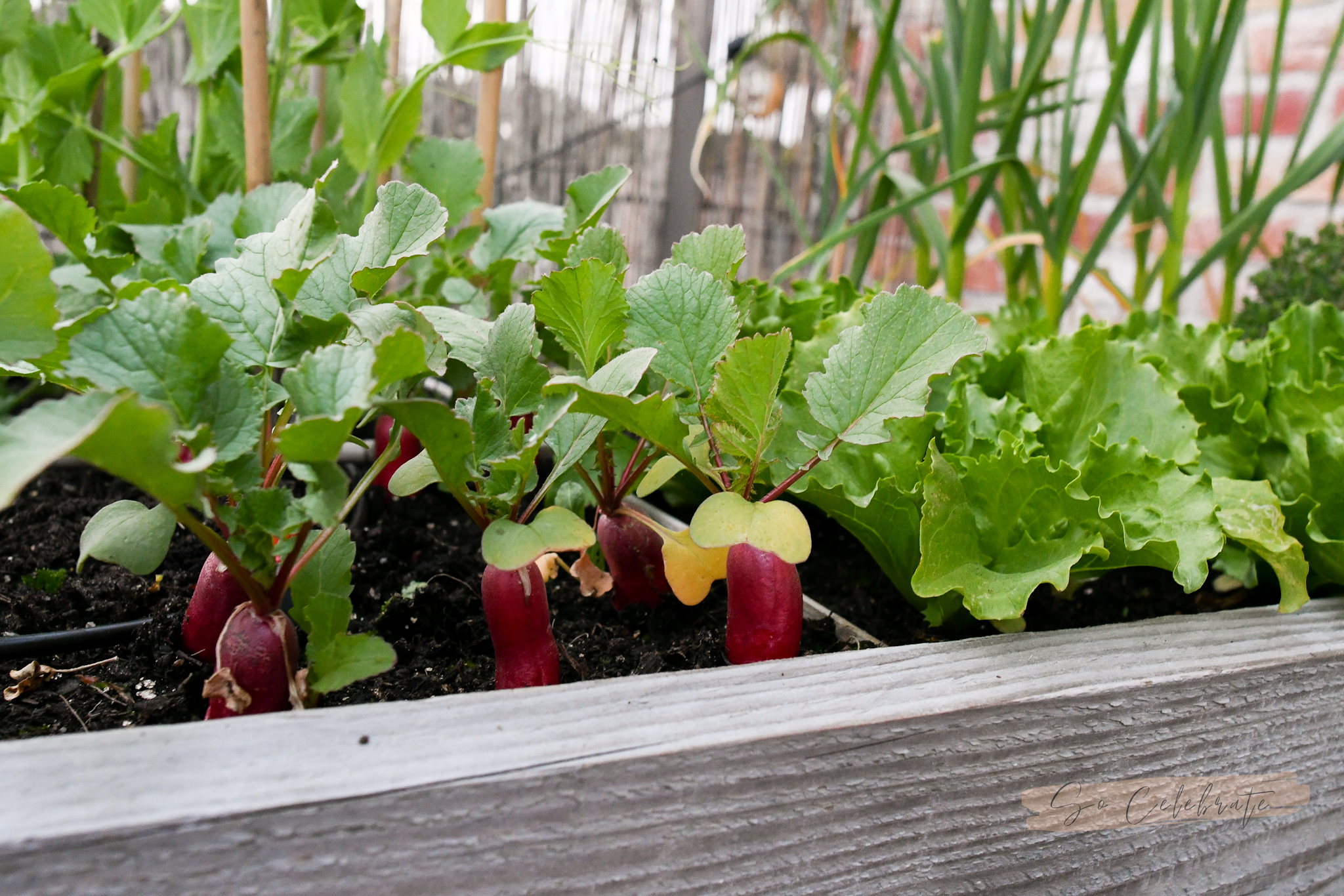 single Nachtvlek Misleidend Moestuin beginnen: deze groenten zijn 't makkelijkst - So Celebrate!