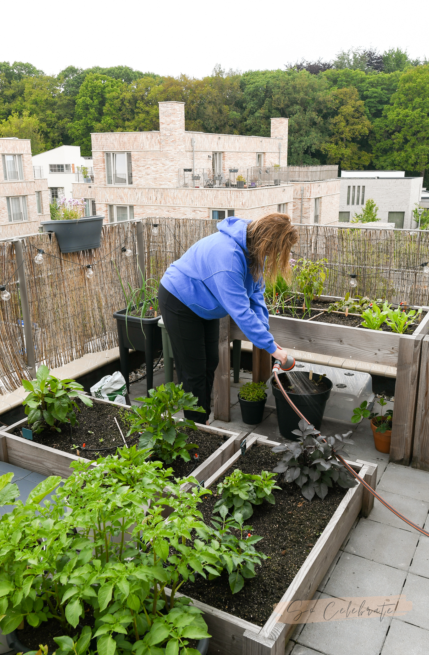 moestuin in kleine tuin, terras of balkon met veel oogst