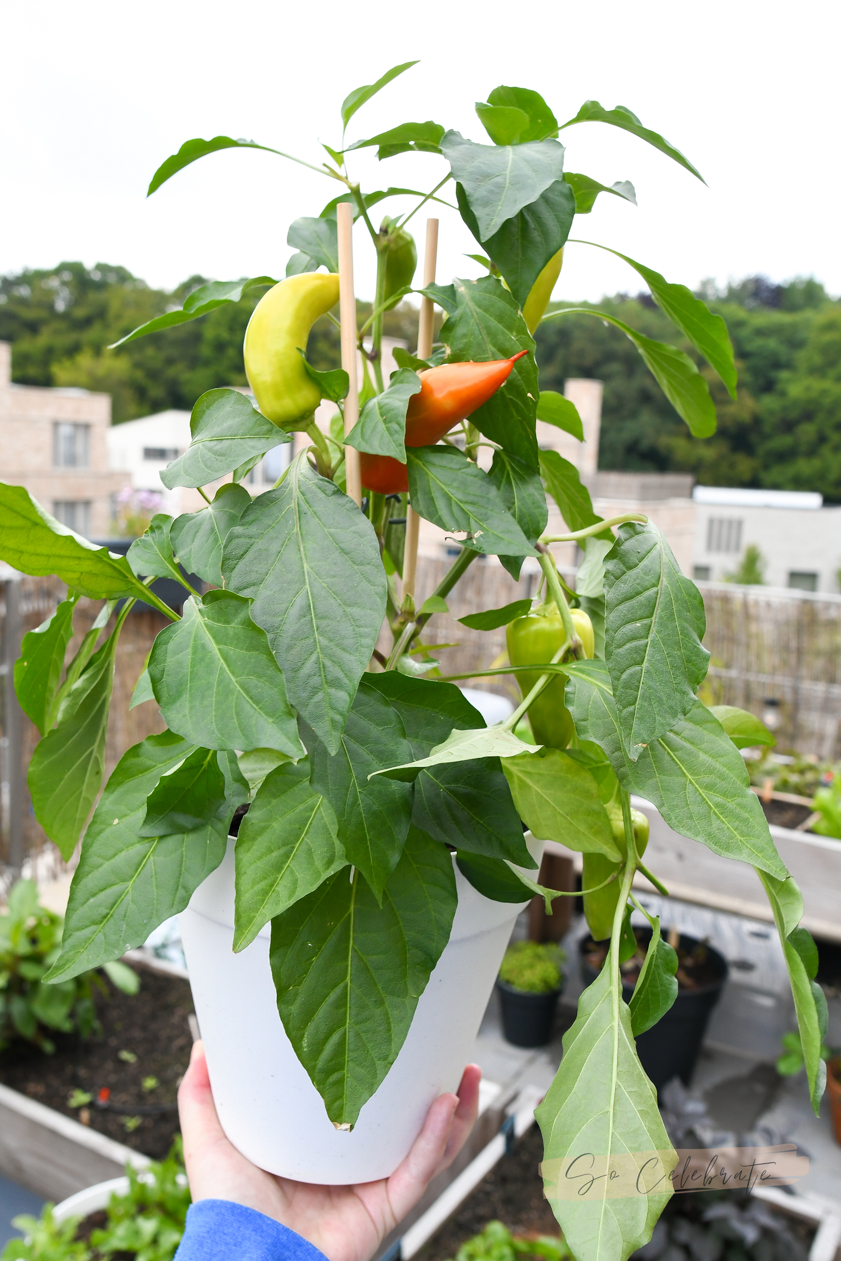 moestuin in kleine tuin, terras of balkon met veel oogst