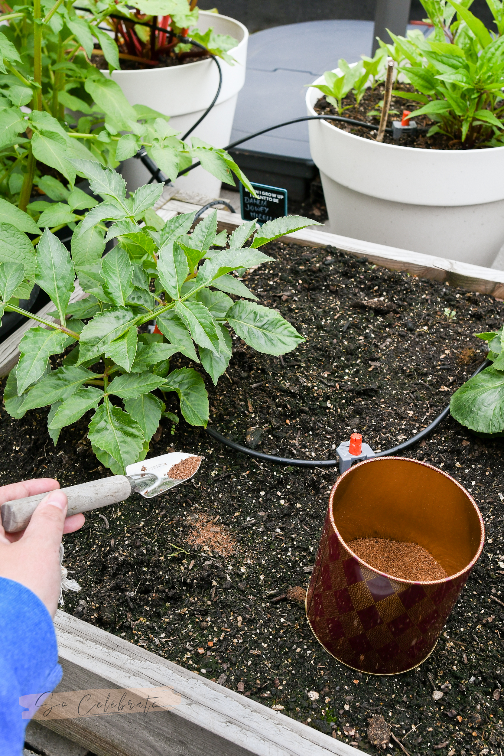 moestuin op dakterras of balkon - wat heb je nodig