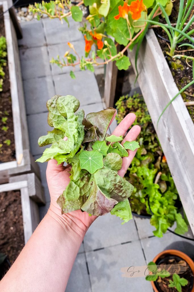 moestuin in kleine tuin, terras of balkon met veel oogst