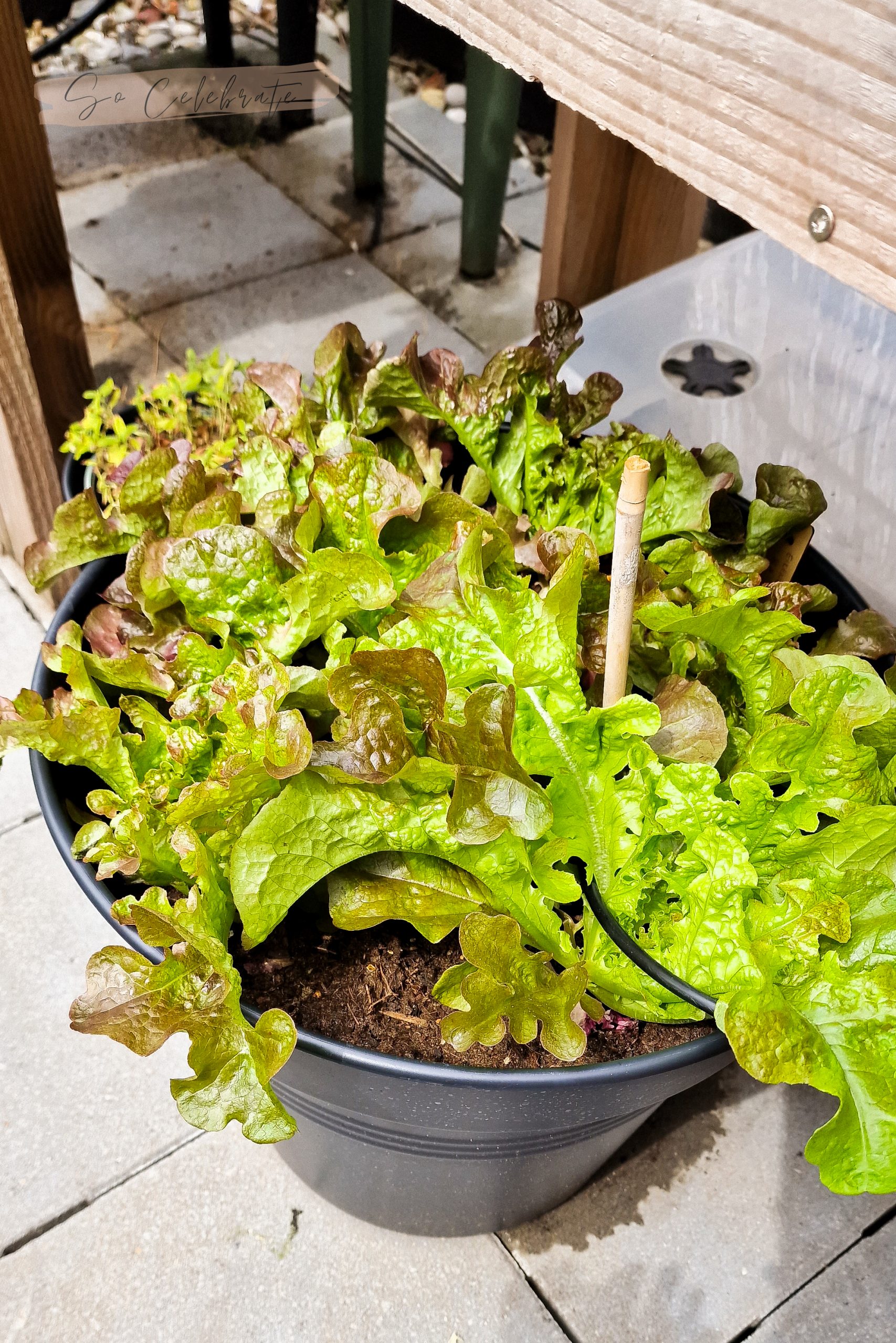 pluksla, zoals eikenbladsla, is een erg makkelijke groente in de moestuin