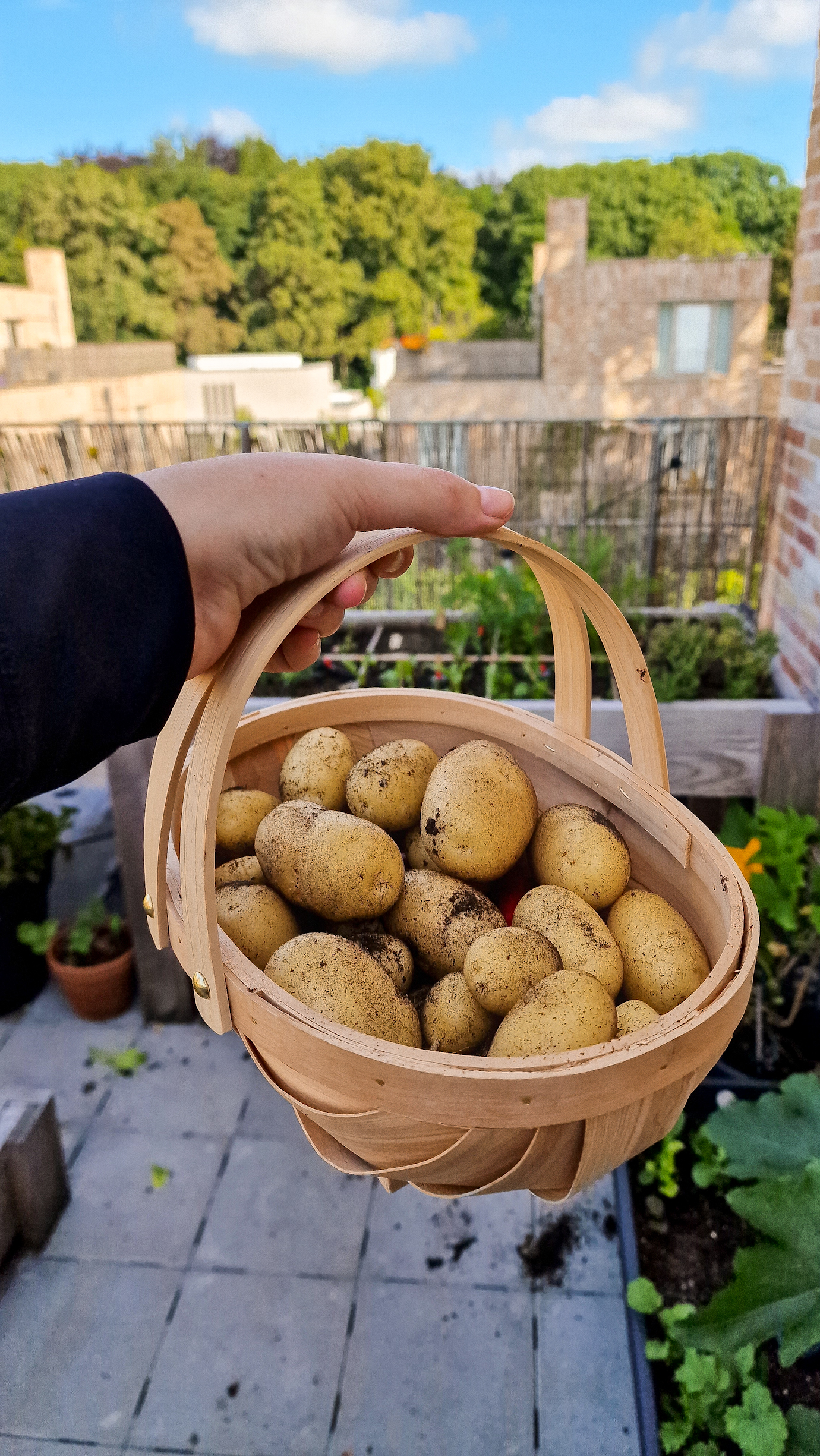 makkelijke groenten om te kweken in de moestuin