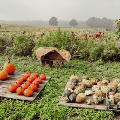 De tofste pompoenboerderijen & pompoenveldjes in Nederland