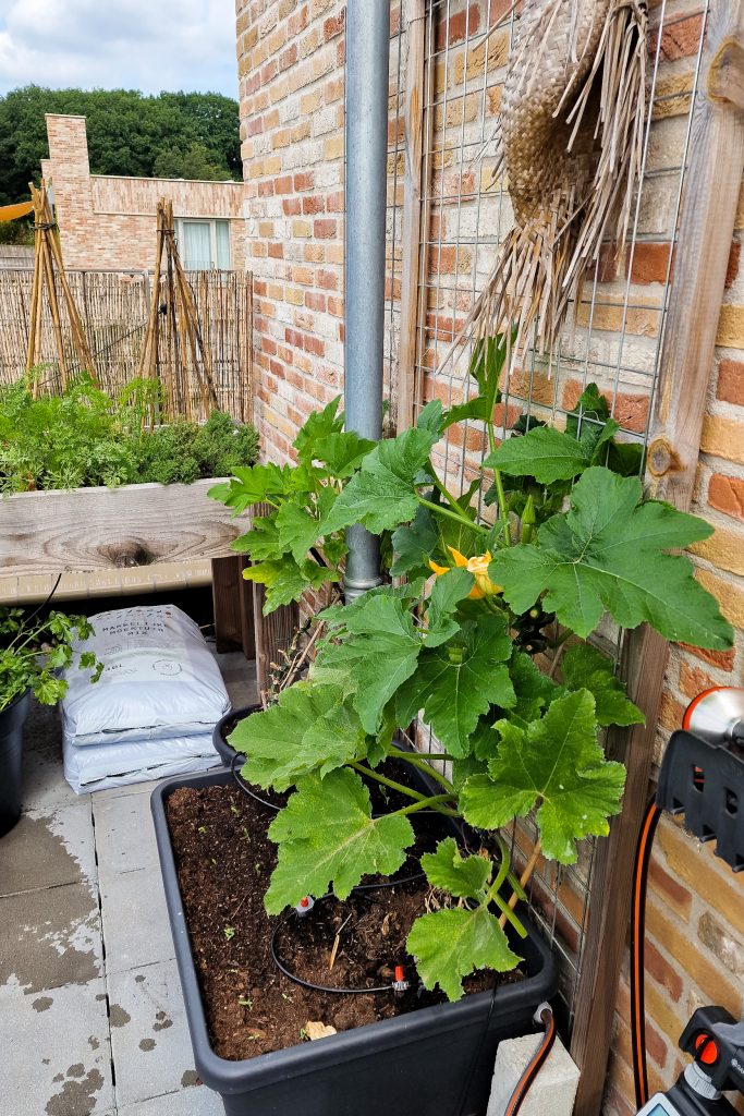 moestuin op dakterras of balkon - tips