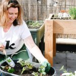 Moestuin op balkon of dakterras: tips, Benodigdheden & Complete gids