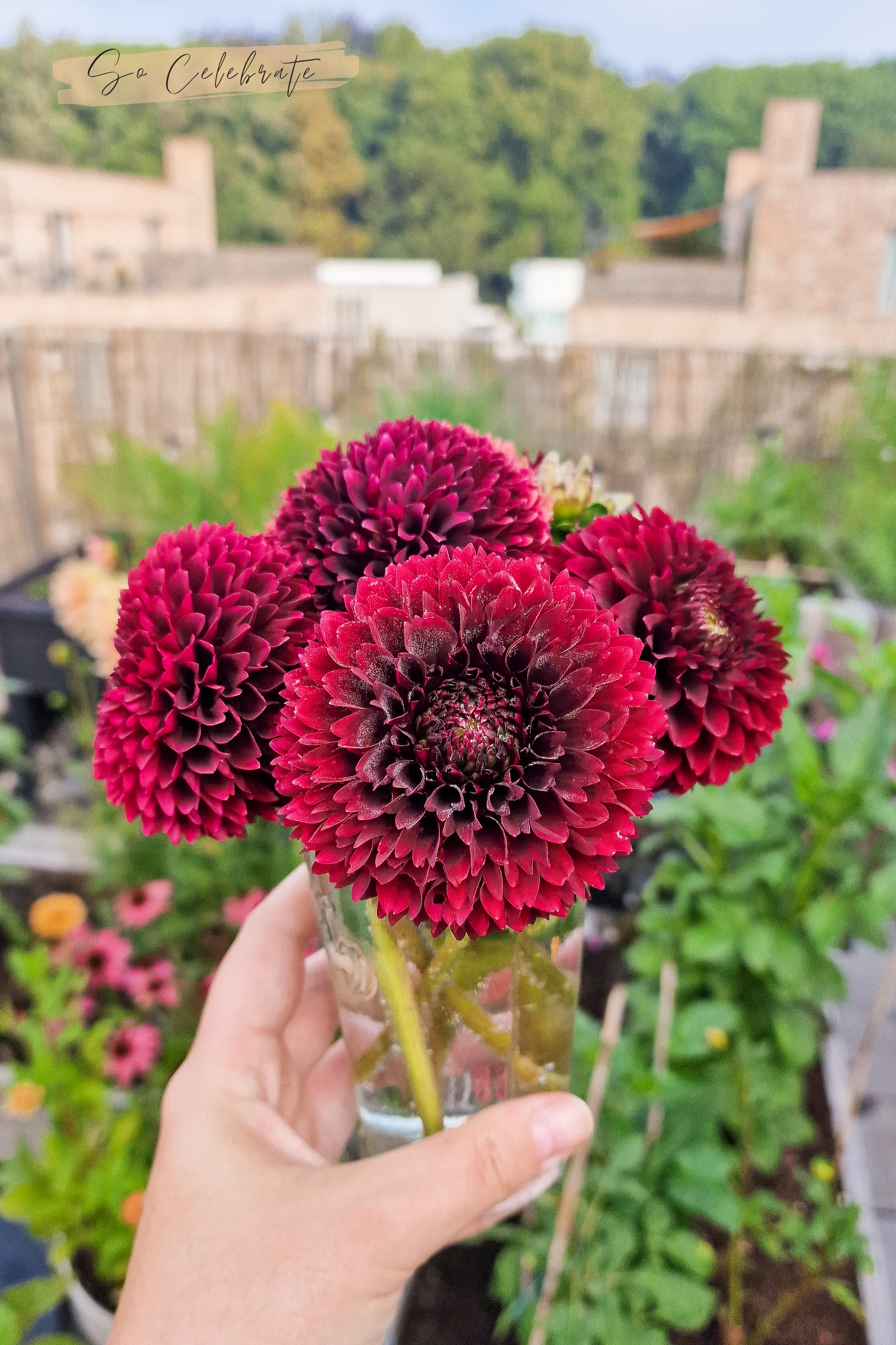 Dahlia's in potten en bakken planten op balkon