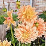 Dahlia’s kweken in potten & bakken (uitgebreide gids!)