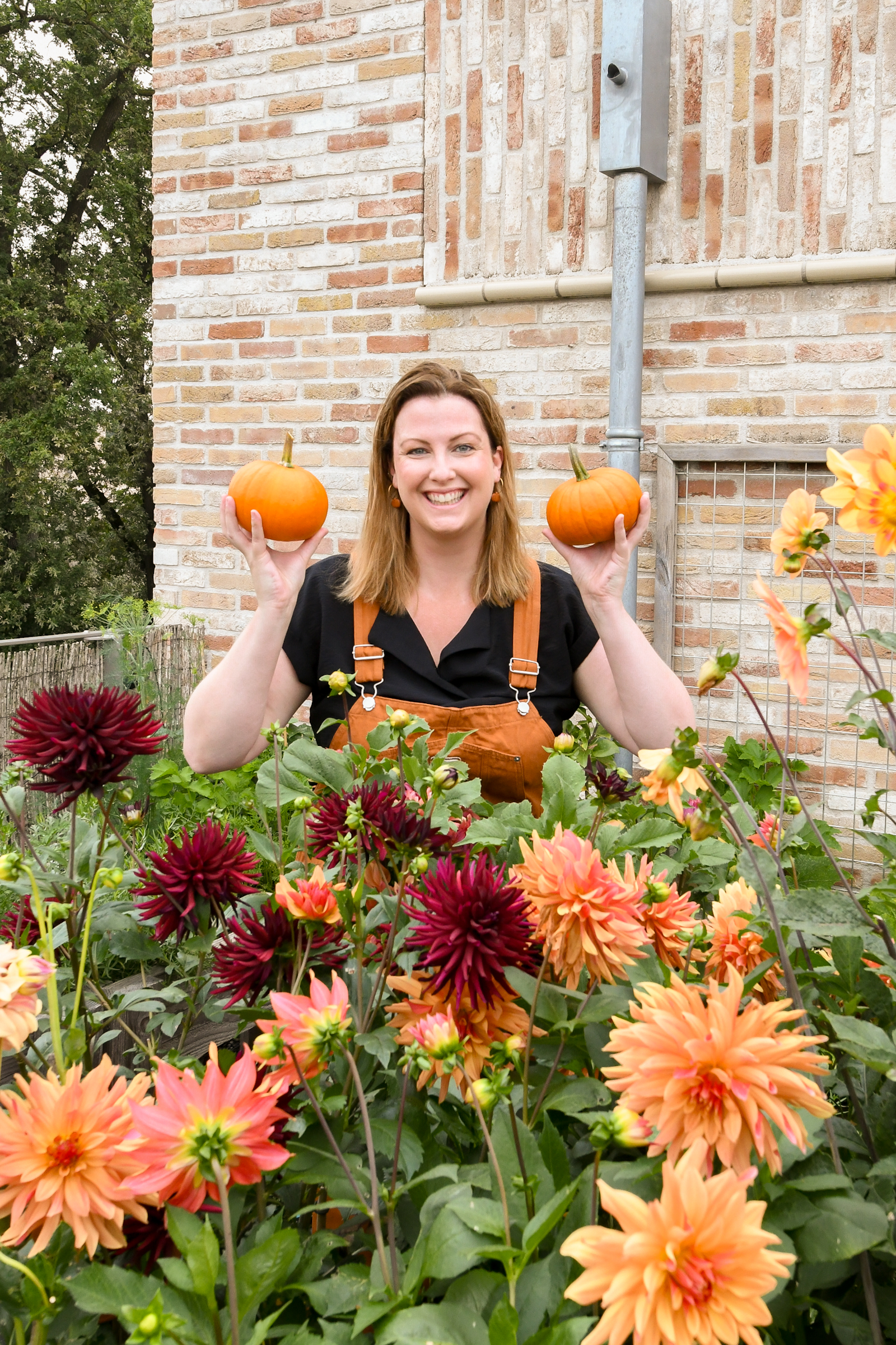 Dahlia's kweken in potten of bakken, dakterras of balkon