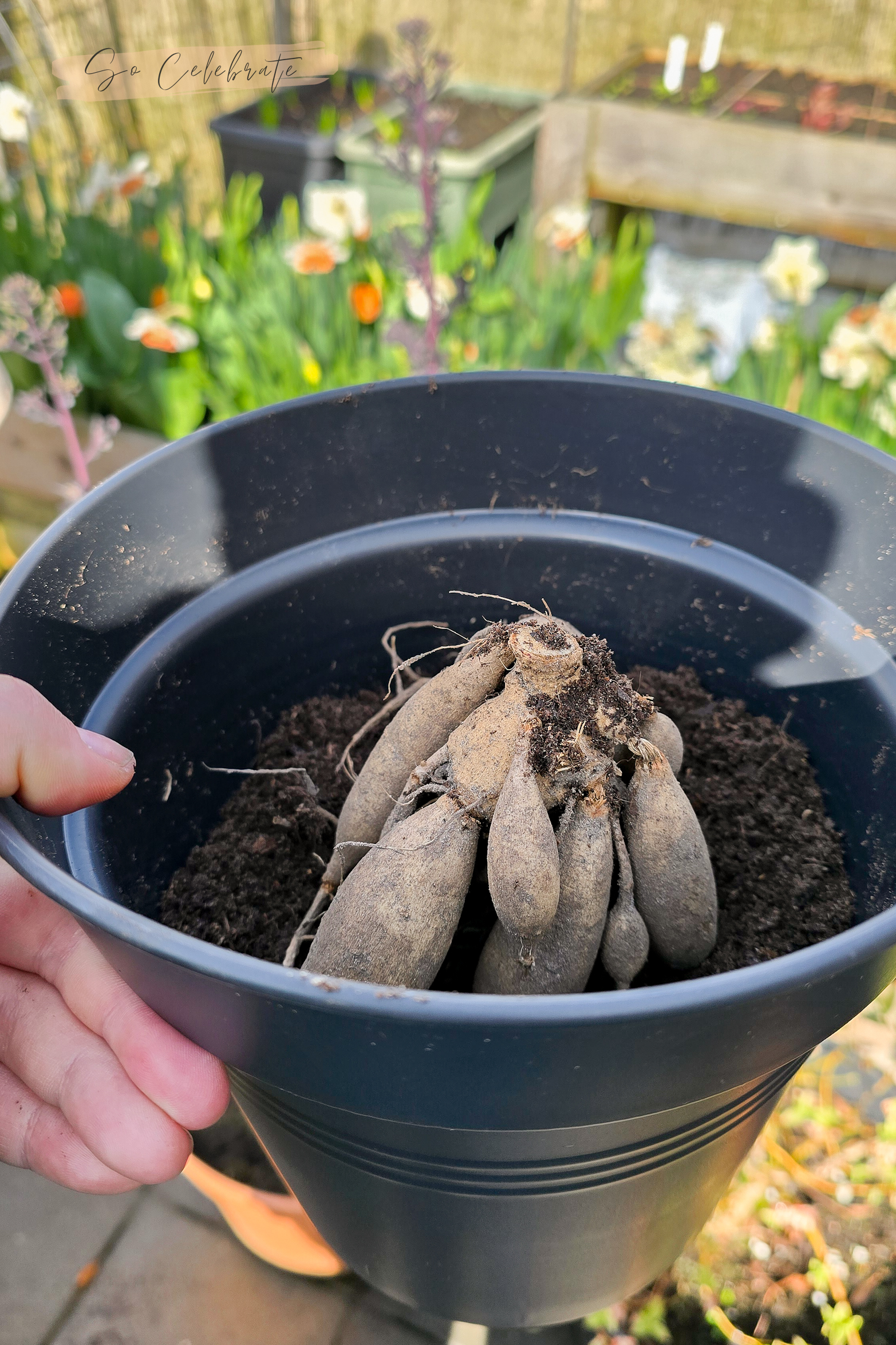 Dahlia's oppotten: de knol in de pot doen