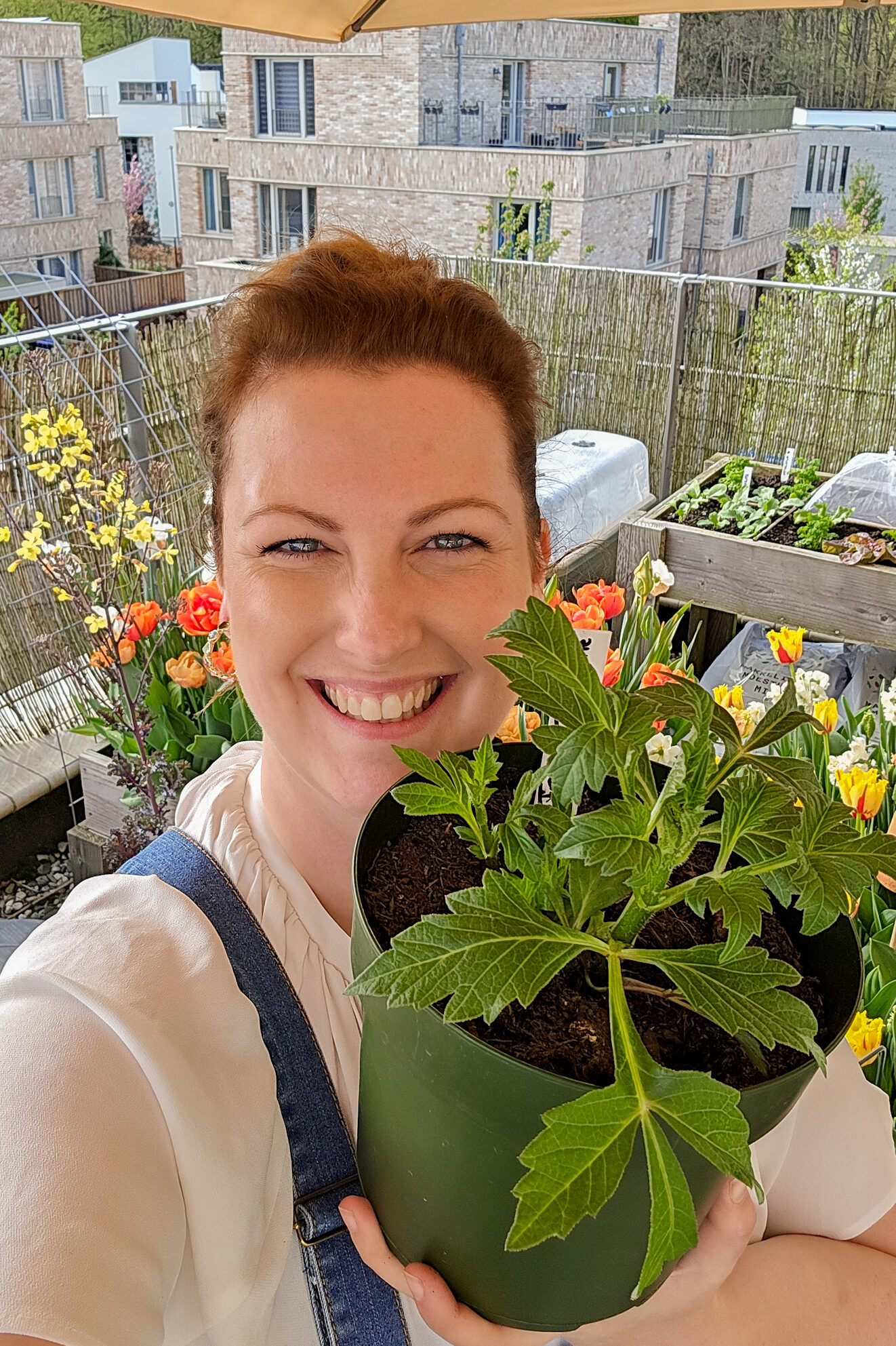 Dahlia's voortrekken in een pot