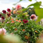 Plukbloemen in potten & bakken? Dat kan zeker! | een stappenplan