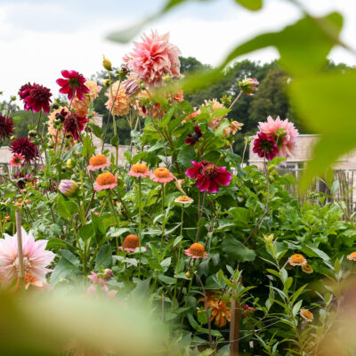 Plukbloemen in potten & bakken? Dat kan zeker! | een stappenplan